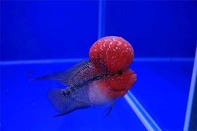 羅漢魚的飼養方法：熱帶觀賞魚飼養指南大全