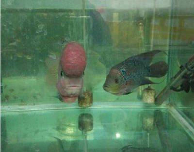 羅漢魚的飼養方法：熱帶觀賞魚飼養指南大全