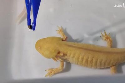 六角恐龍魚吃啥最好：六角恐龍魚的飼養應注意以下幾點，六角恐龍魚的飼養