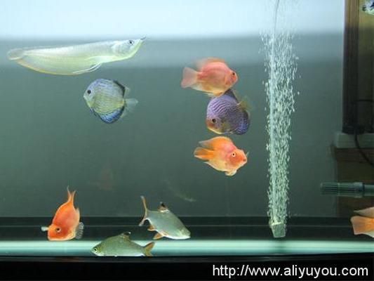 龍魚跟羅漢魚混養好不好：龍魚和羅漢魚混養的成功案例