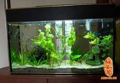 魚缸擺放的正確位置（關于魚缸擺放位置的重要指南）