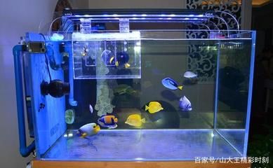 魚缸擺放的正確位置（關于魚缸擺放位置的重要指南）