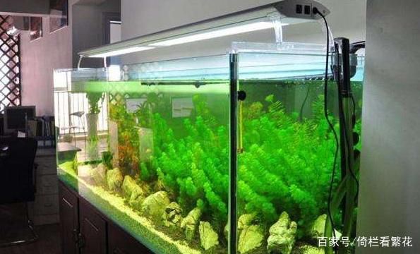 魚缸擺放的正確位置（關于魚缸擺放位置的重要指南）