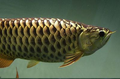 龍魚鱗片有白點又變黑了還能吃嗎：龍魚的鱗片有白點又變黑了還能吃嗎？