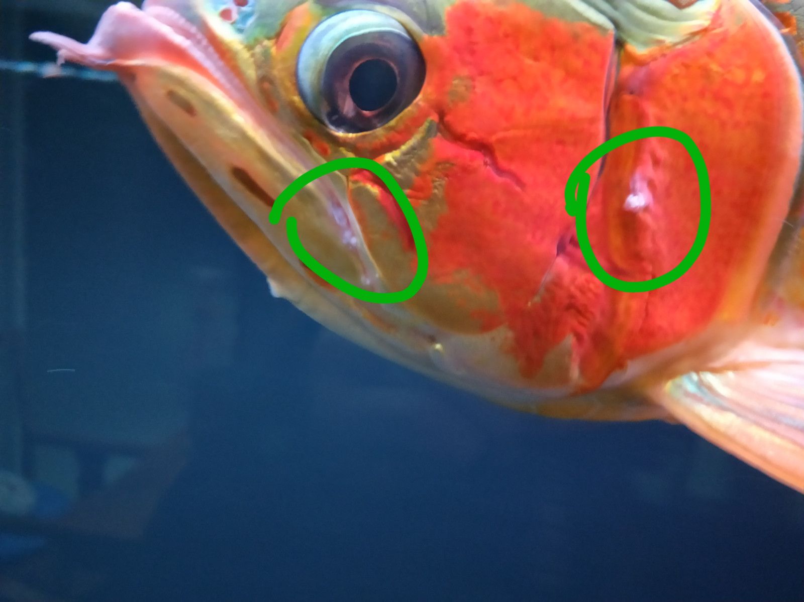 龍魚長寄生蟲怎么治：龍魚寄生蟲的治療方法