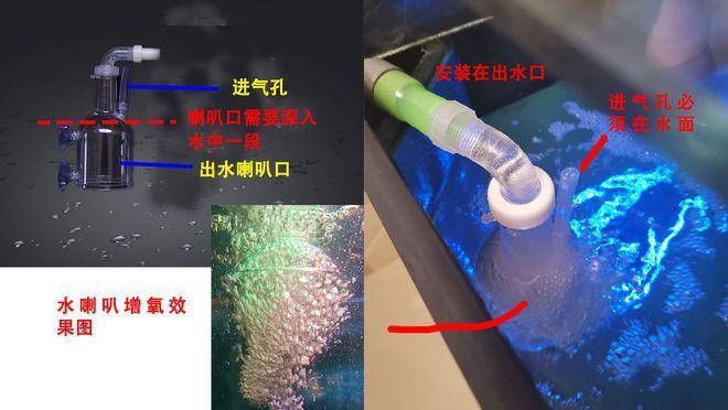最貴的金龍魚(yú)品種是什么（探索最貴的金龍魚(yú)品種） 最貴的金龍魚(yú)品種是什么（探索最貴的金龍魚(yú)品種） 魚(yú)缸百科