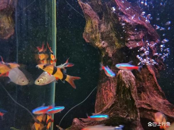 銀龍魚混養(yǎng)大全圖