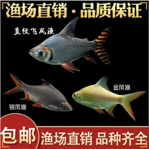 銀龍魚混養(yǎng)大全圖