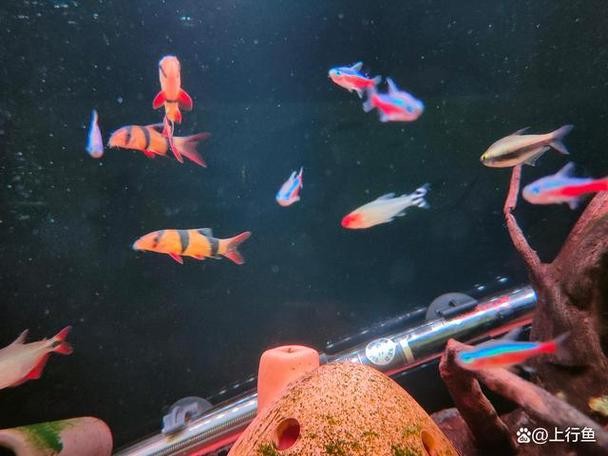 銀龍魚混養(yǎng)大全圖
