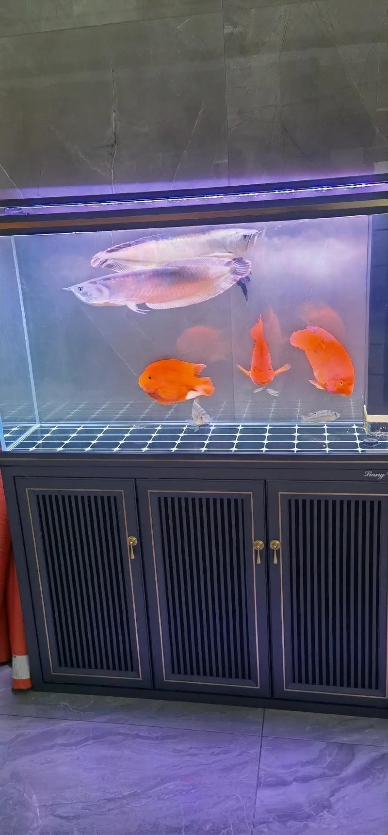 銀龍魚混養(yǎng)大全圖