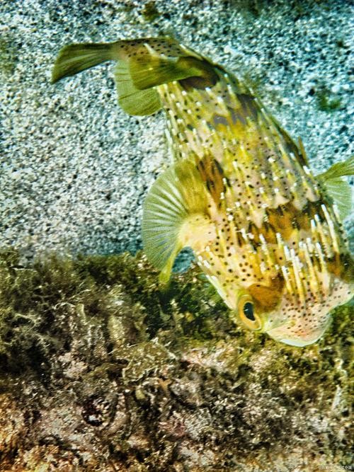 銀龍魚混養(yǎng)大全圖