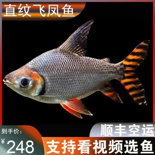銀龍魚混養(yǎng)大全圖