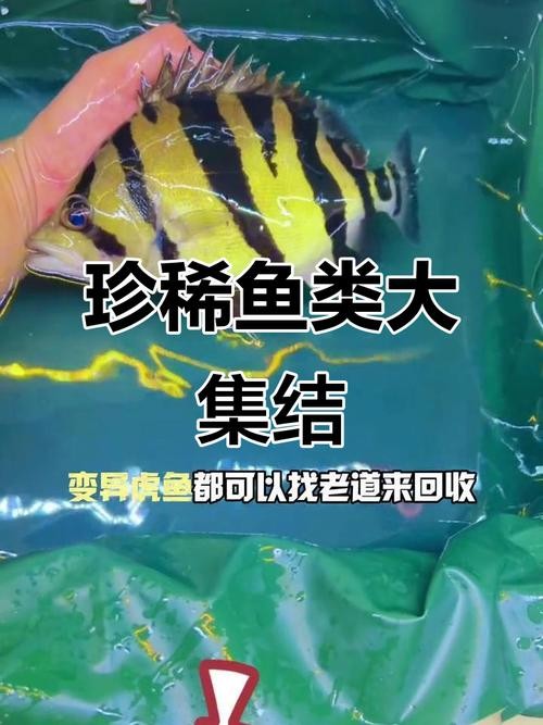 銀龍魚混養(yǎng)大全圖