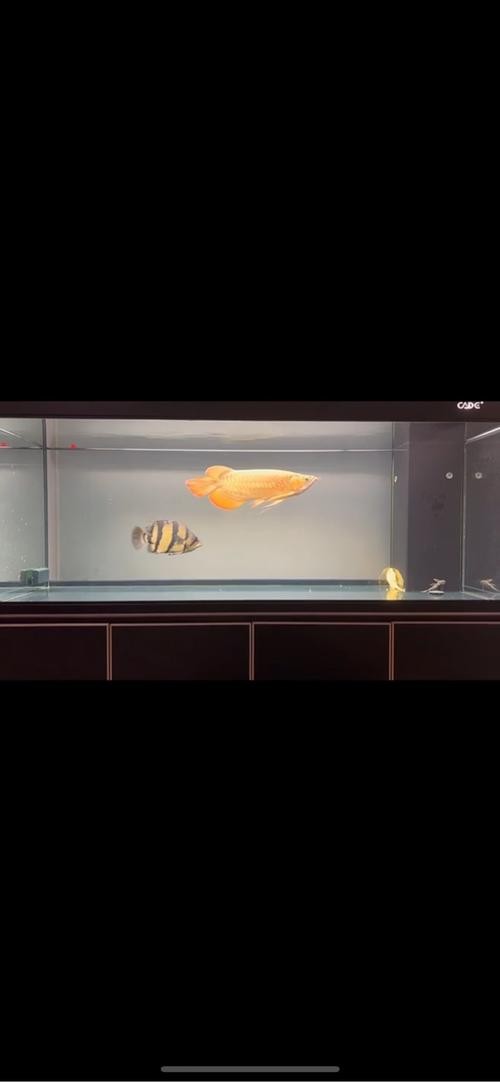 銀龍魚混養(yǎng)大全圖