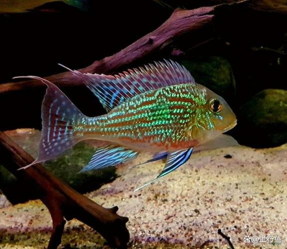 銀龍魚混養(yǎng)大全圖