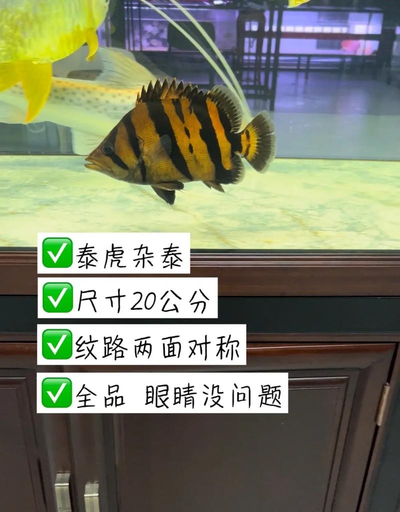 銀龍魚混養(yǎng)大全圖