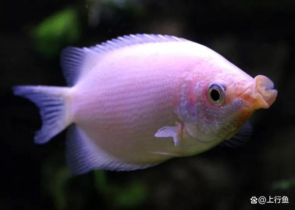 銀龍魚混養(yǎng)大全圖