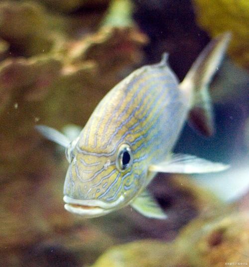 銀龍魚混養(yǎng)大全圖