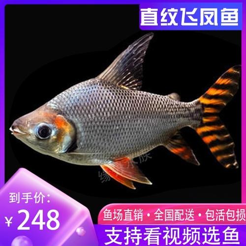 銀龍魚混養(yǎng)大全圖