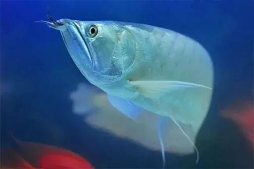 銀龍魚混養(yǎng)大全圖