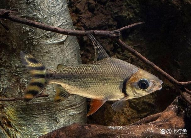 銀龍魚混養(yǎng)大全圖