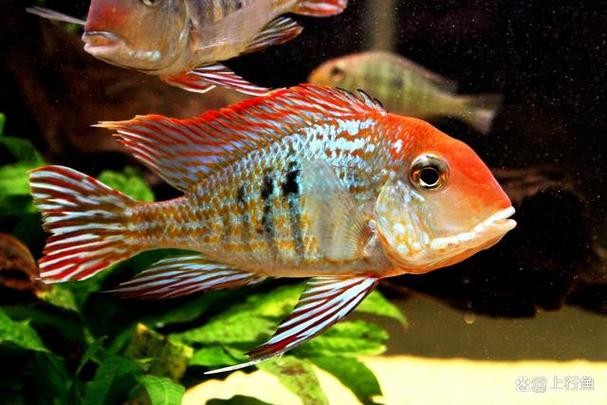 銀龍魚混養(yǎng)大全圖
