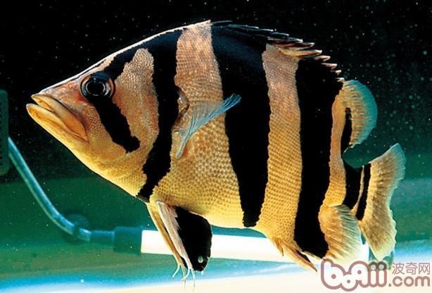 銀龍魚混養(yǎng)大全圖