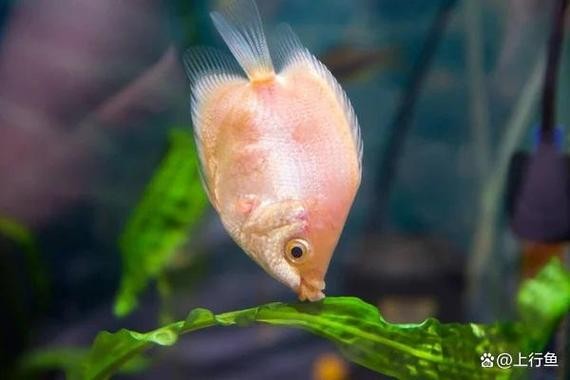 銀龍魚混養(yǎng)大全圖