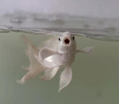 印尼小紅龍魚苗多少錢一條?。河∧嵝〖t龍魚苗價格
