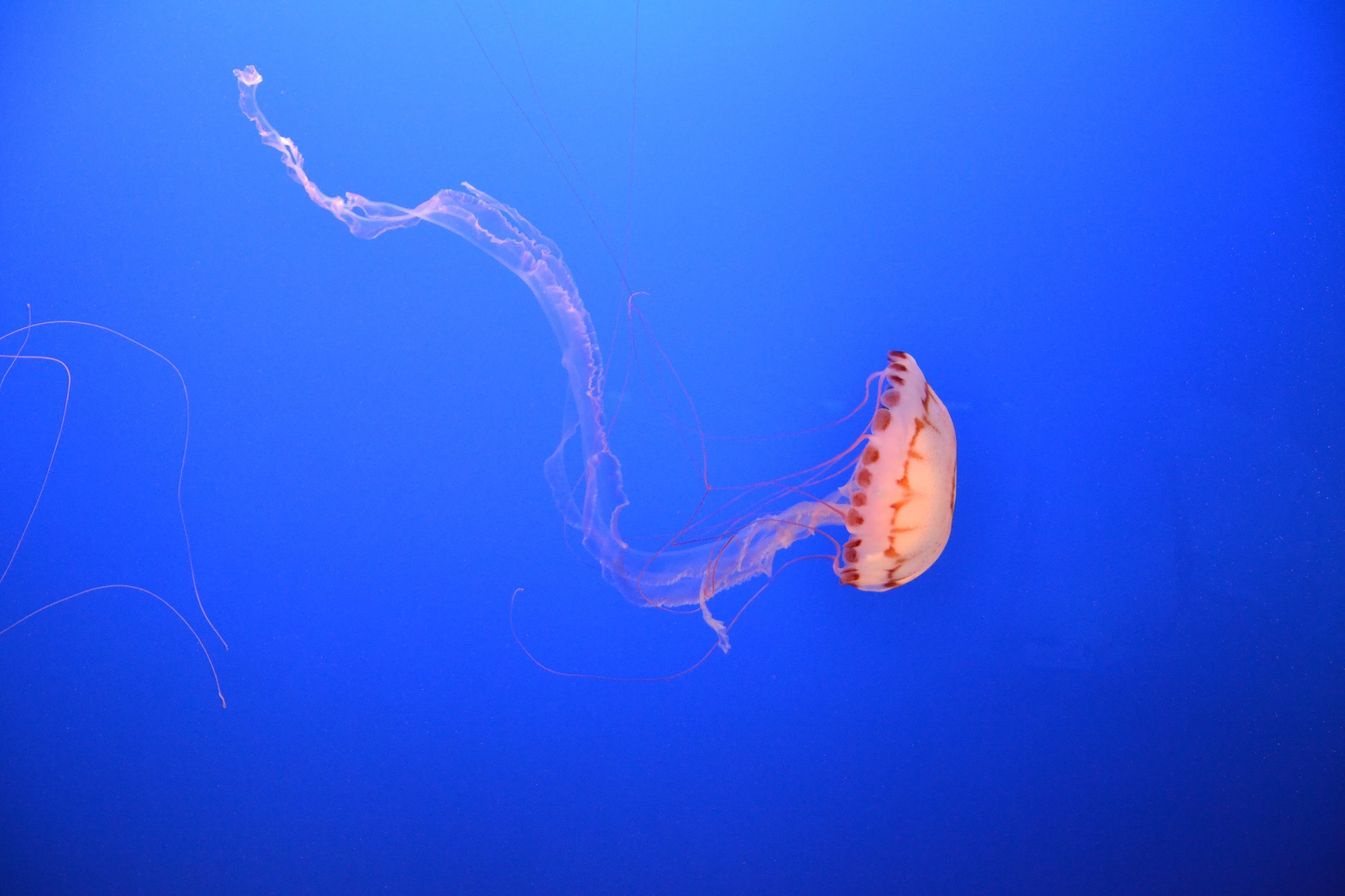 芒市金鱗水族館（芒市金鱗水族館地址） 芒市金鱗水族館（芒市金鱗水族館地址） 全國水族館企業名錄 第1張