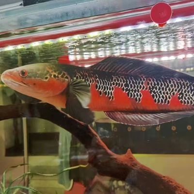 馬拉莫寶石魚適宜水溫范圍，馬拉莫寶石魚最佳飼養環境,如何控制水溫養好寶石魚
