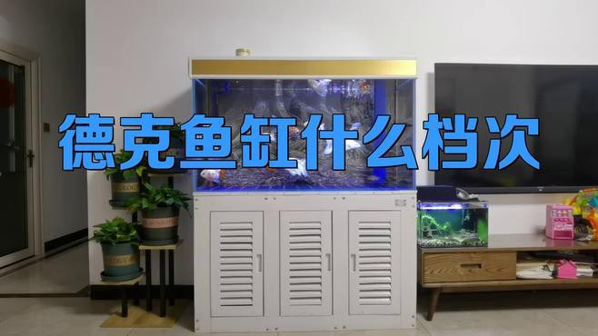 德克龍魚缸 德克龍魚缸 龍魚百科 第11張
