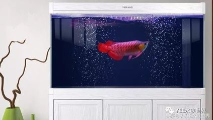 水族魚缸排名：常見的水族魚缸排名 水族魚缸排名：常見的水族魚缸排名 魚缸百科 第3張