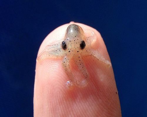 紅海魚缸燈的設置溫度應該在22~24度之間設置：紅海魚缸燈怎么設置溫度