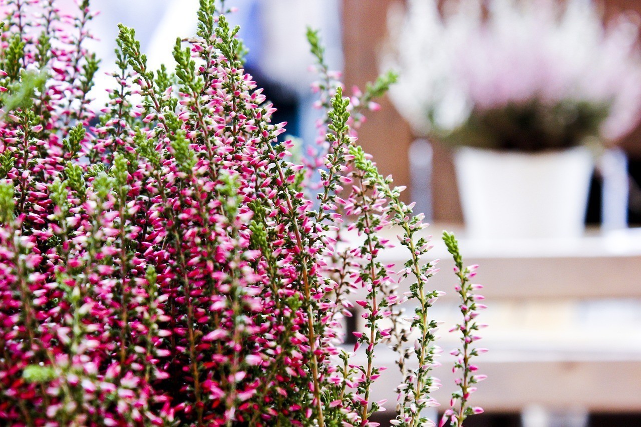 鄱陽縣永興花卉魚藝店（鄱陽縣永興花卉魚藝店地址）