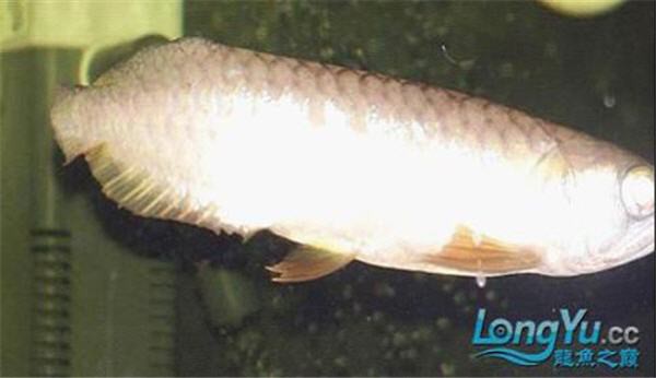 金龍魚尾鰭開裂 金龍魚尾鰭開裂 龍魚百科 第6張