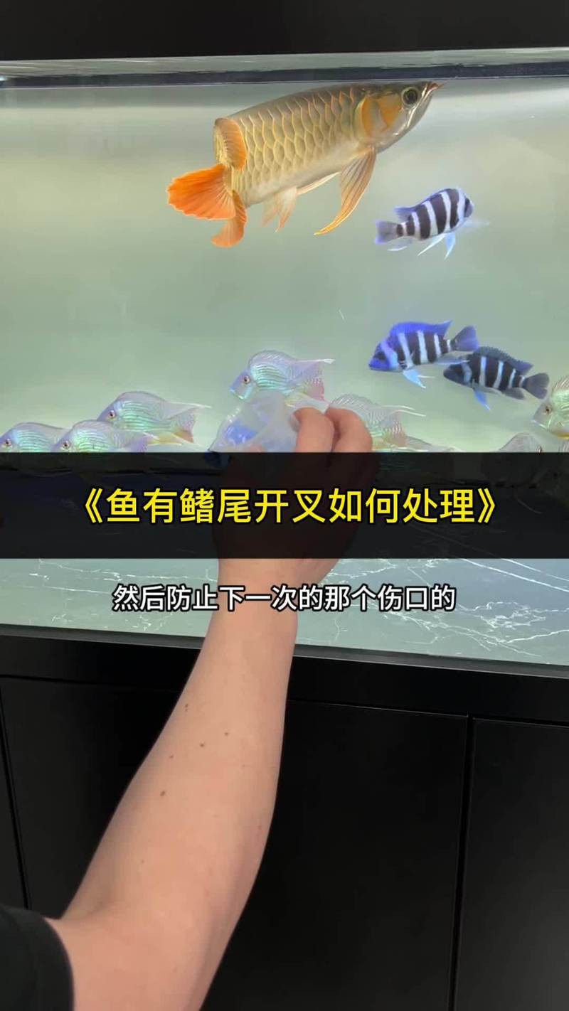 金龍魚尾鰭開裂 金龍魚尾鰭開裂 龍魚百科 第7張