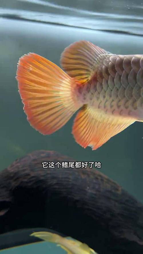 金龍魚尾鰭開裂 金龍魚尾鰭開裂 龍魚百科 第2張