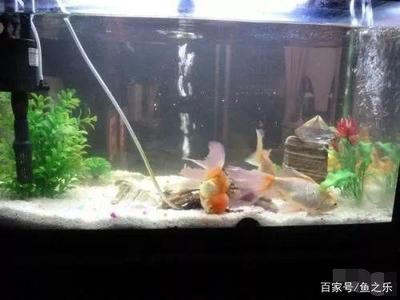 魚缸過濾什么形式好：如何選擇魚缸過濾形式 魚缸過濾什么形式好：如何選擇魚缸過濾形式 魚缸百科 第2張