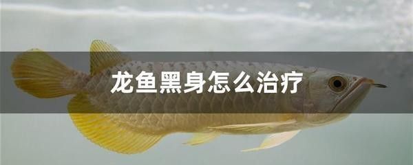 龍魚發黑不吃食：龍魚發黑不吃食可能由多種因素引起龍魚消化不良