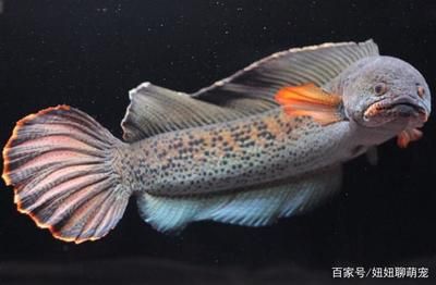 雷龍魚主食吃什么（雷龍魚的主食包括以下幾種：雷龍魚的主食主食應包括以下幾種）