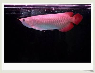 龍魚顏色變淺身體發白怎么回事?。糊堲~身體顏色變淺和發白可能是由多種因素引起的 龍魚顏色變淺身體發白怎么回事?。糊堲~身體顏色變淺和發白可能是由多種因素引起的 龍魚百科 第2張