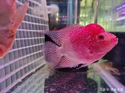 紅鸚鵡魚趴在魚缸底怎么辦（紅鸚鵡魚趴在缸底怎么辦）