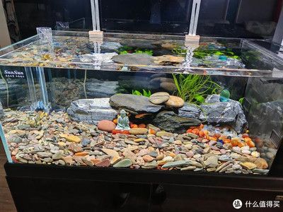 紅鯉魚魚缸當什么點綴好看（如何打造個性化魚缸）