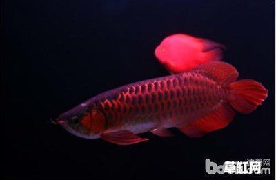 金龍魚品種與價格排名表，金龍魚品種與價格排名表，