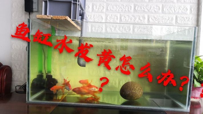 魚缸的水泛黃怎么辦視頻（如何正確使用活性炭凈水魚缸過濾系統升級指南）