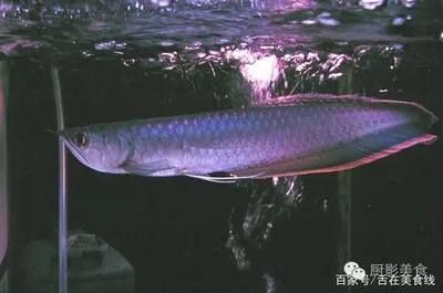 龍魚野外生長環境是什么樣的：飼養龍魚時，必須把水先存放1～2天或在日光下曬半天