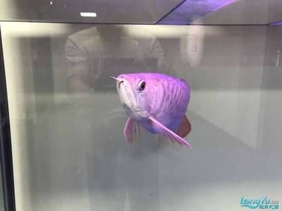 龍魚斷尾后的恢復情況（龍魚斷尾后可以重新長出新尾巴但恢復時間和新尾巴的影響）