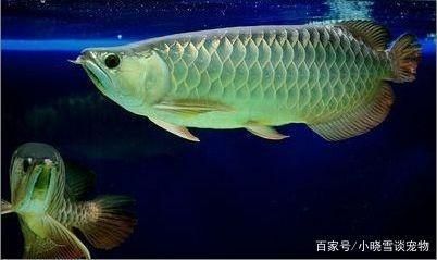 龍魚斷尾后的恢復情況（龍魚斷尾后可以重新長出新尾巴但恢復時間和新尾巴的影響）