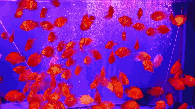 魚缸設計的藝術魚缸設計藝術魚缸設計的藝術魅力：固安魚缸定制公司